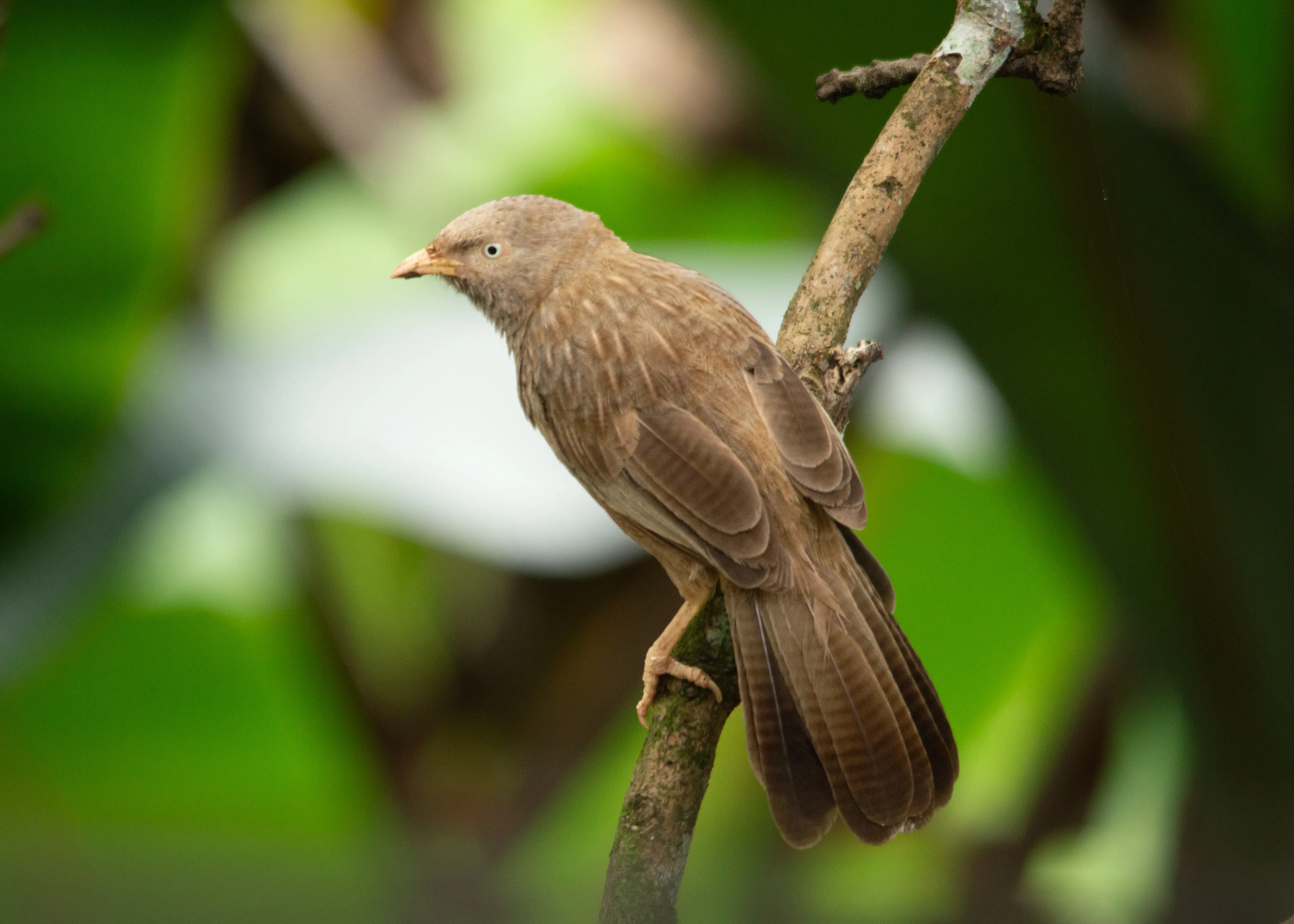 Yellow-billed babbler